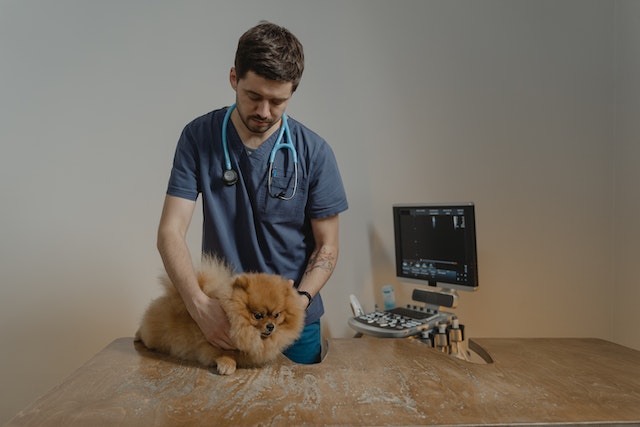 Mark-Thomas-Propertoes-pet-screening-health-screening-veterinarian